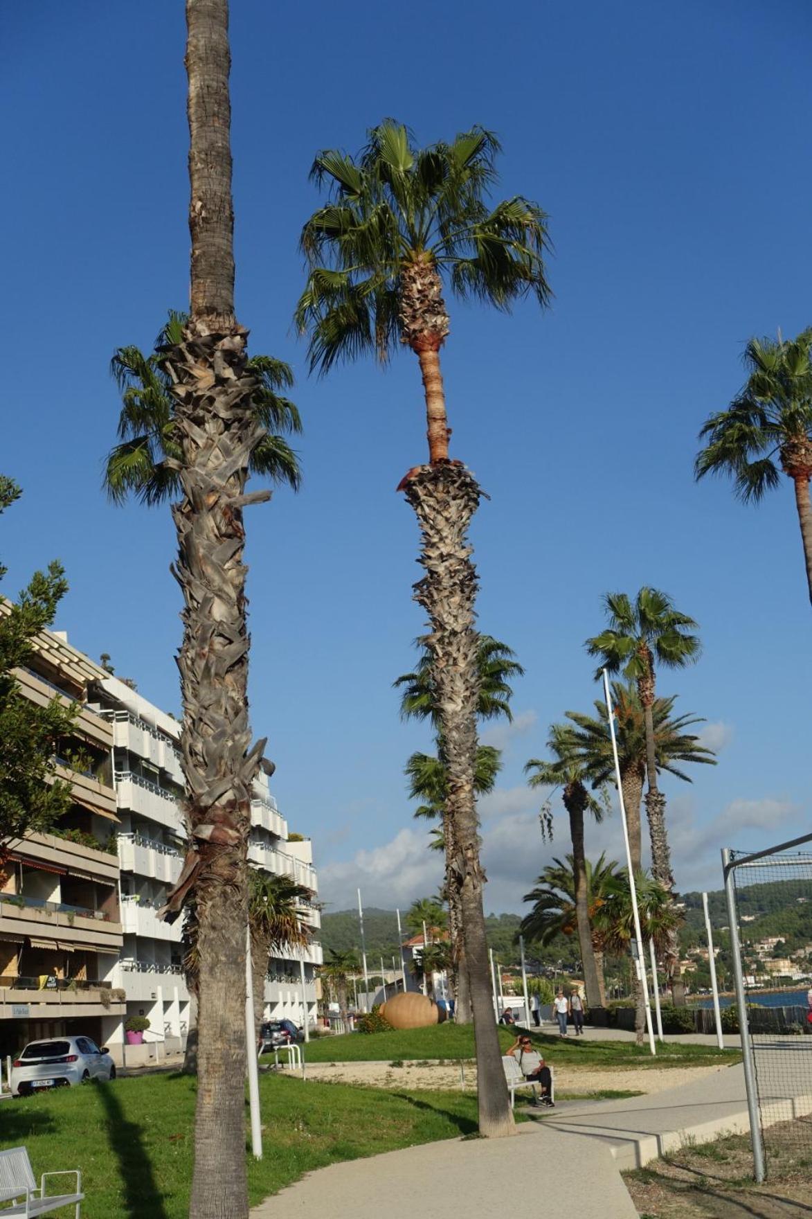 Les Jardins De Bandol, Piscine Privee, Belle Vue Mer Bagian luar foto